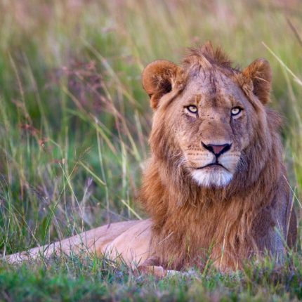 safaris en africa, Safari en kruger