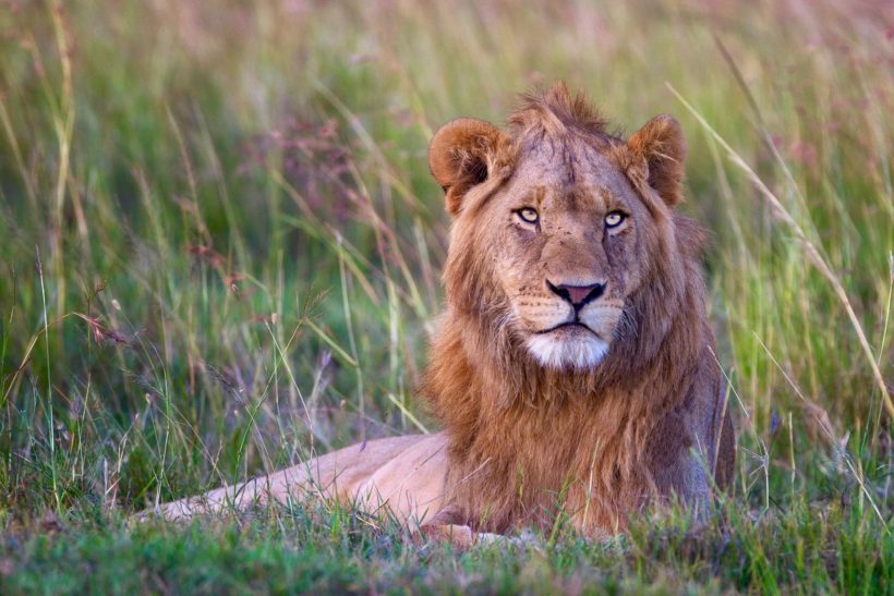 KRUGER LOS GRANDES FELINOS 1