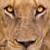 KRUGER LOS GRANDES FELINOS 2