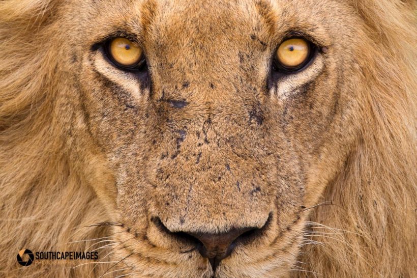 KRUGER LOS GRANDES FELINOS 2