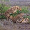 KRUGER LOS GRANDES FELINOS 3