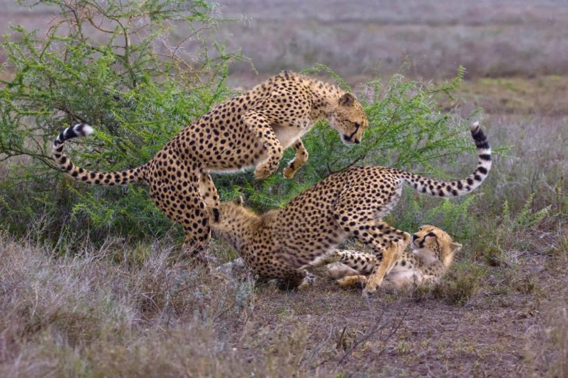 KRUGER LOS GRANDES FELINOS 3