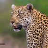 KRUGER LOS GRANDES FELINOS 5