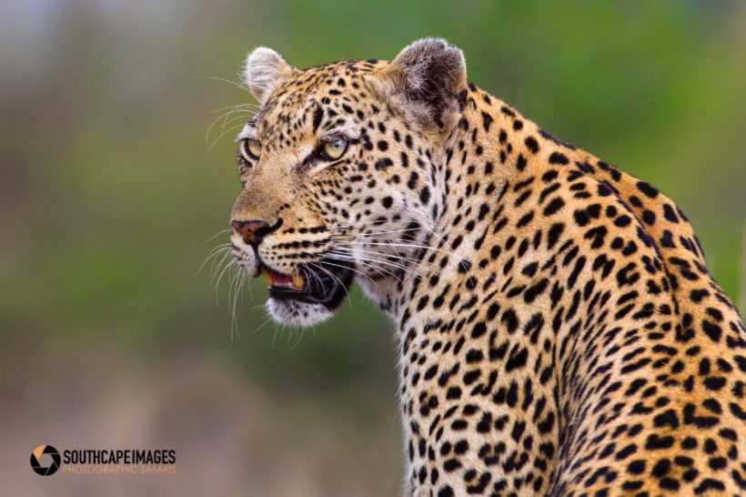 KRUGER LOS GRANDES FELINOS 5