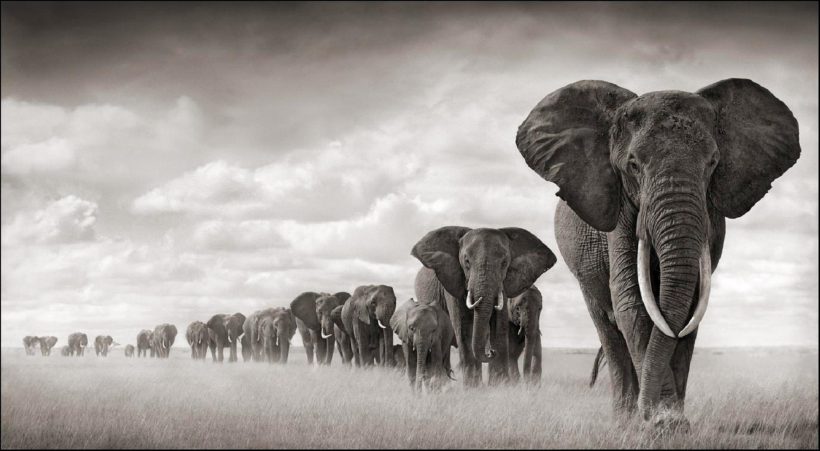 safaris en africa, Safari a pie en el Serengeti