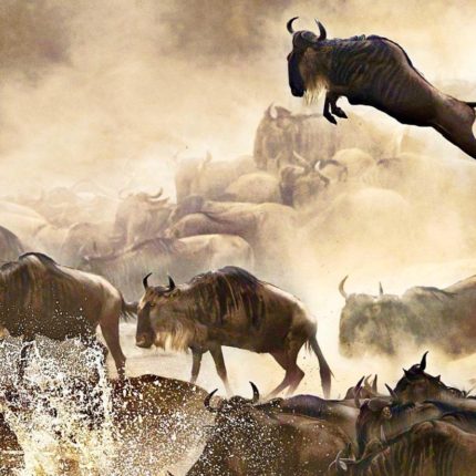 safaris en africa, Safari en Kenia Masai Mara