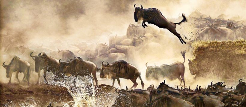 safaris en africa, Safari en Kenia Masai Mara