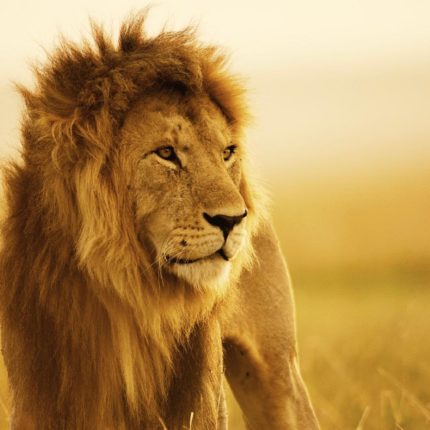 safaris en africa, safari Masai Mara