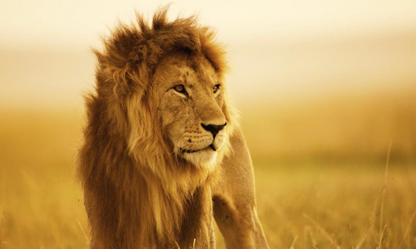 safaris en africa, safari Masai Mara