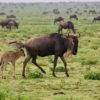 safaris en africa, Safari Alumbramientos en el Serengeti