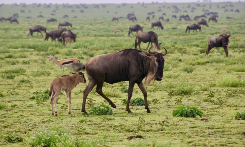 safaris en africa, Safari Alumbramientos en el Serengeti