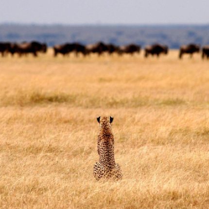 safaris en africa, Safari La Magia de la Migración