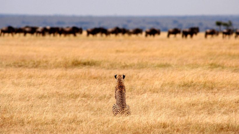 safaris en africa, Safari La Magia de la Migración