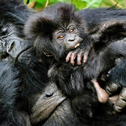 Safaris en Rwanda, RASTREANDO GORILAS EN RUANDA