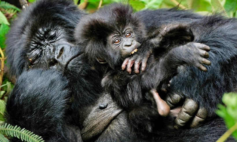 Safaris en Rwanda, RASTREANDO GORILAS EN RUANDA