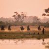 SAFARI A CABALLO LUXURI EN EL OKAVANGO