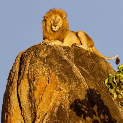 safaris en africa, Safari en el corazón de Tanzania