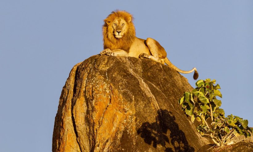 safaris en africa, Safari en el corazón de Tanzania