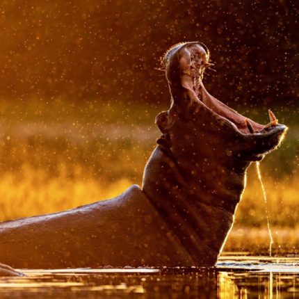 SAFARI DE 3 DÍAS EN SELOUS
