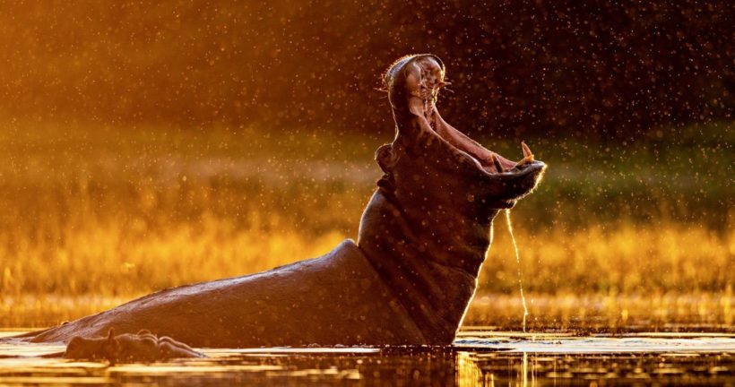 SAFARI DE 3 DÍAS EN SELOUS