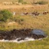 BOTSWANA A CABALLO OKAVANGO & KALAHARI (3)