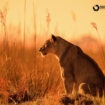 safaris en africa, Botswana Explorer Safari Fotográfico