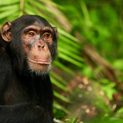 safaris en africa, Safari Chimpancés y Grandes Felinos