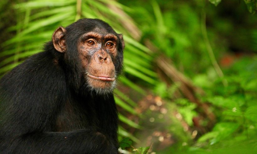 safaris en africa, Safari Chimpancés y Grandes Felinos