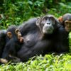 CHIMPANCÉS Y GRANDES FELINOS (2)