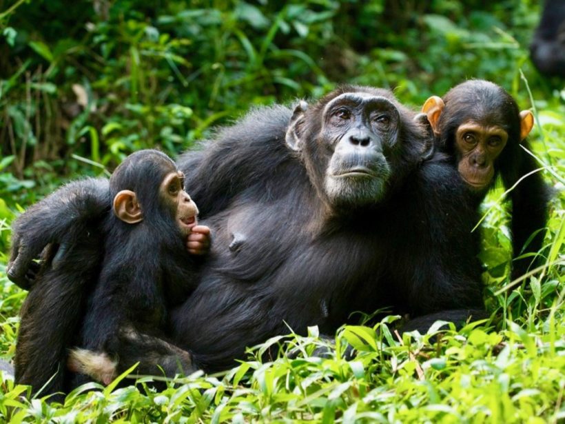 CHIMPANCÉS Y GRANDES FELINOS (2)