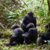 CHIMPANCÉS Y GRANDES FELINOS (3)