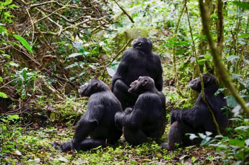 CHIMPANCÉS Y GRANDES FELINOS (3)