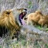 CHIMPANCÉS Y GRANDES FELINOS (5)