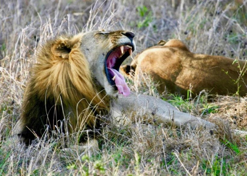 CHIMPANCÉS Y GRANDES FELINOS (5)