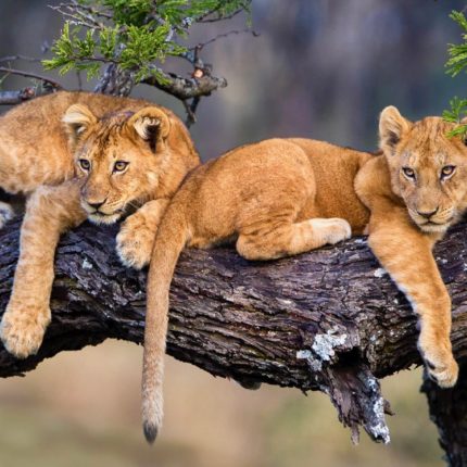 safaris en africa, Safari Fotográfico La Gran Migración