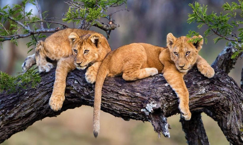 safaris en africa, Safari Fotográfico La Gran Migración