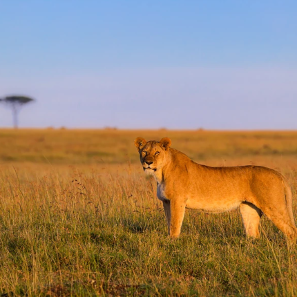 safaris en africa, Safari fotográfico Masai Mara