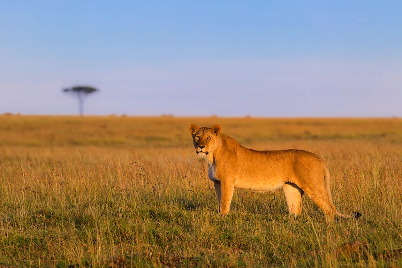 safaris en africa, Safari fotográfico Masai Mara