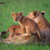 MASAI MARA SAFARI FOTOGRÁFICO CON MARIO MORENO (2)