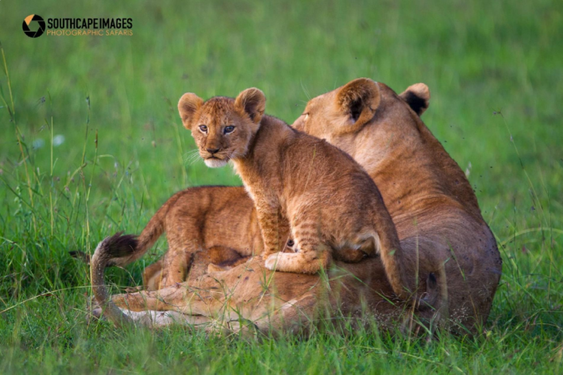 MASAI MARA SAFARI FOTOGRÁFICO CON MARIO MORENO (2)