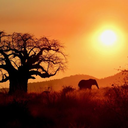 Safari de 3 Días en Ruaha, safaris en africa, Safari de lujo en Tanzania y Zanzibar