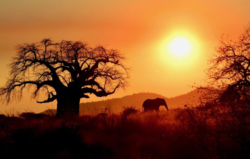 –OFERTA LAST MINUTE– SAFARI DE 3 DÍAS EN RUAHA, TANZANIA