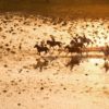 OKAVANGO A CABALLO EN FLY CAMPS (2)