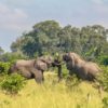 OKAVANGO A CABALLO EN FLY CAMPS (3)