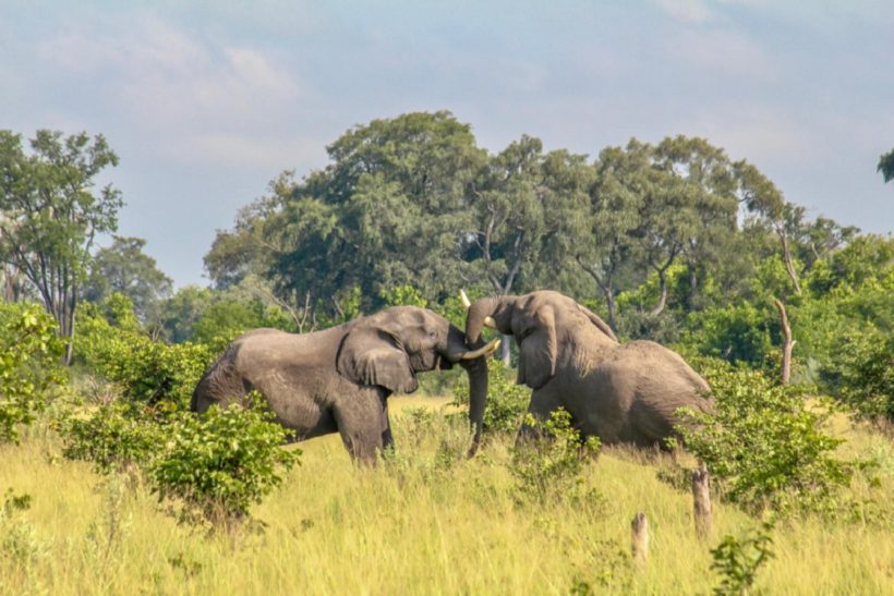 OKAVANGO A CABALLO EN FLY CAMPS (3)