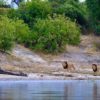 PARQUE NACIONAL CHOBE SAFARI FOTOGRÁFICO CON MARIO MORENO (3)