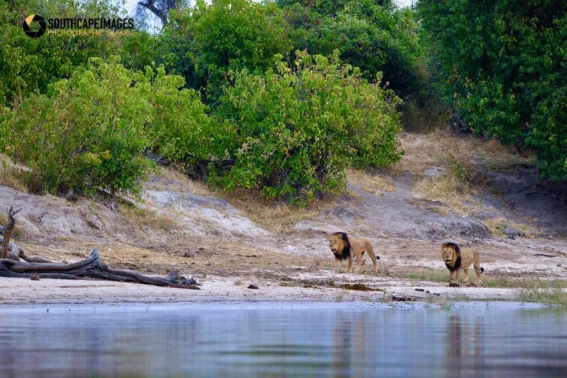 PARQUE NACIONAL CHOBE SAFARI FOTOGRÁFICO CON MARIO MORENO (3)
