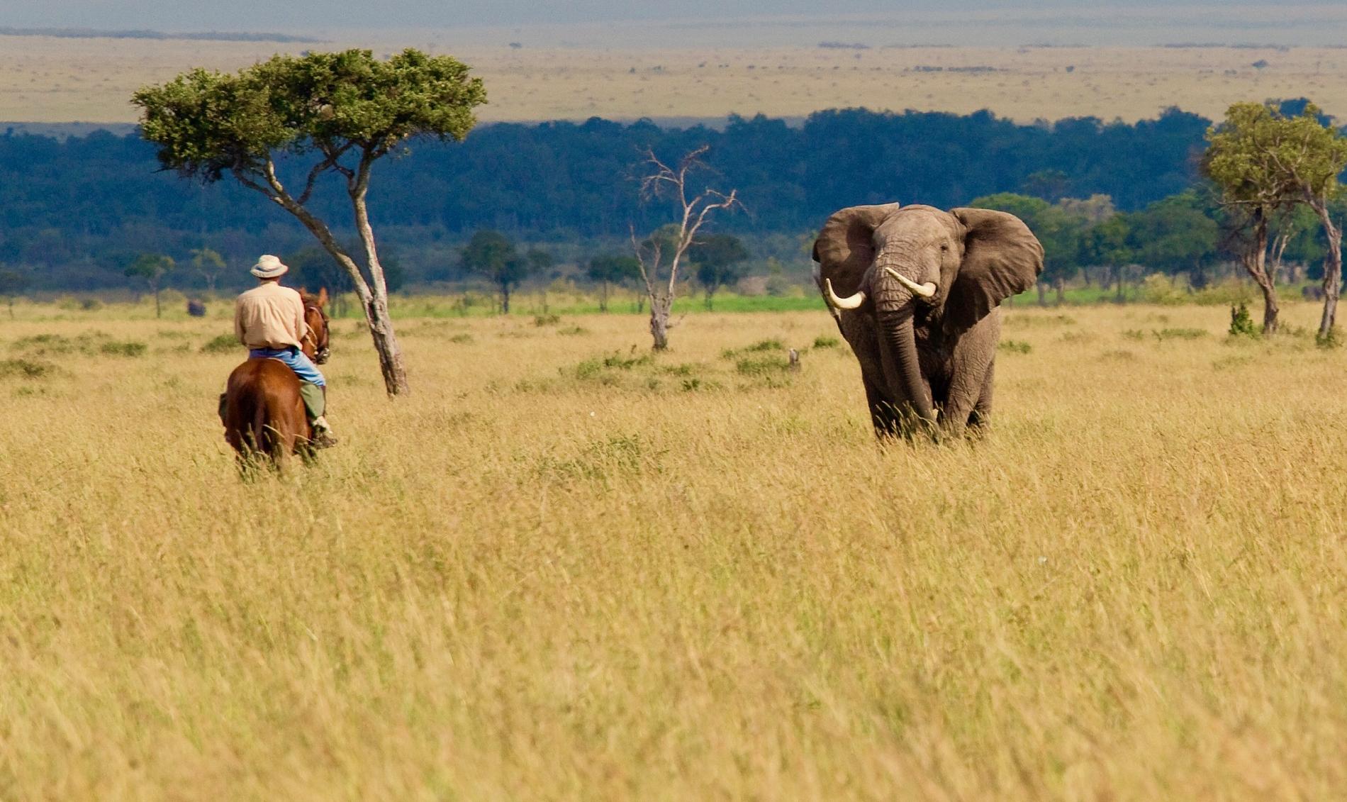 safari en el masai mara