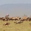 SAFARI A CABALLO EN MASAI MARA (4)