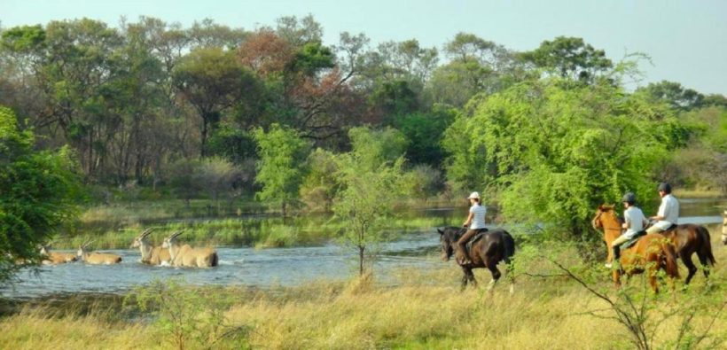 SAFARI A CABALLO OKAVANGO & THAMALAKANE RIVER ADVENTURE (3)